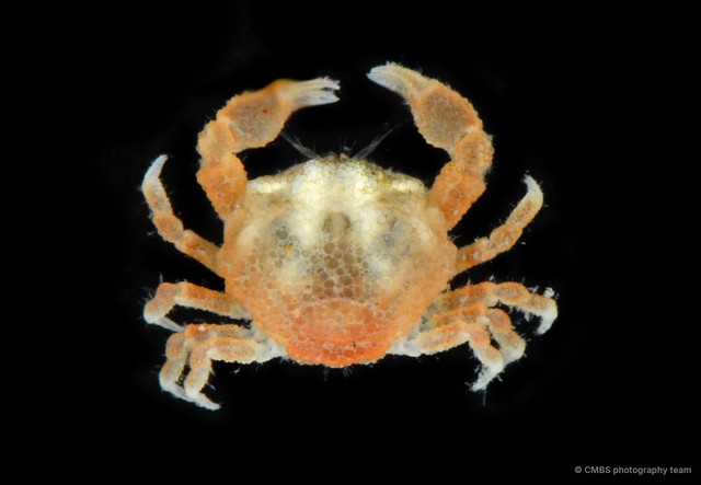 Actaeomorpha sp. "cf. erosa" • © CMBS photography team • All Rights Reserved
