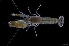 Alpheus sp. "cf. euphrosyne" • © Arthur Anker • All Rights Reserved