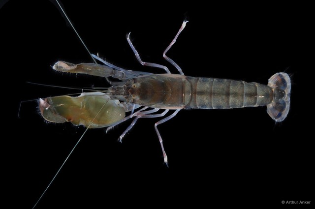 Alpheus sp. "cf. euphrosyne" • © Arthur Anker • All Rights Reserved