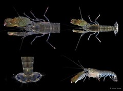 Alpheus sp. "cf. euphrosyne" • © Arthur Anker • All Rights Reserved