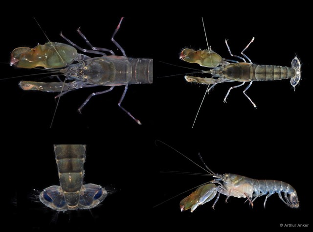 Alpheus sp. "cf. euphrosyne"