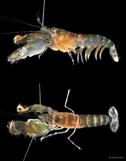 Alpheus lobidens