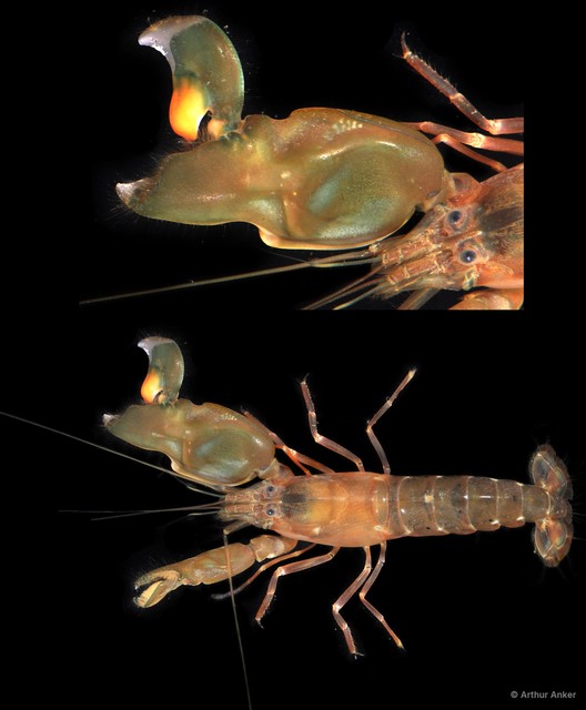 Alpheus lobidens