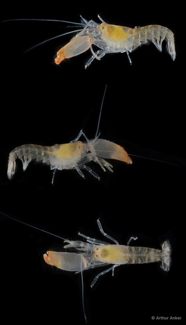 Alpheus paralcyone