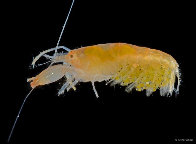 Alpheus paralcyone