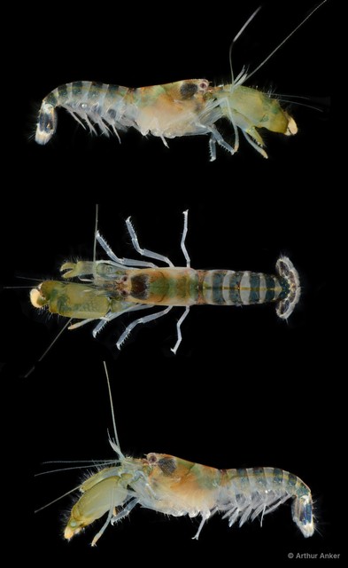Alpheus parvirostris • © Arthur Anker • All Rights Reserved