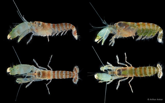 Alpheus parvirostris