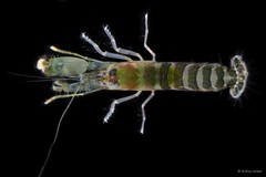Alpheus parvirostris • © Arthur Anker • All Rights Reserved