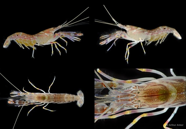 Alpheus rapacida