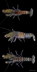 Alpheus serenei • © Arthur Anker • All Rights Reserved