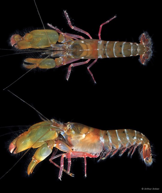 Alpheus serenei