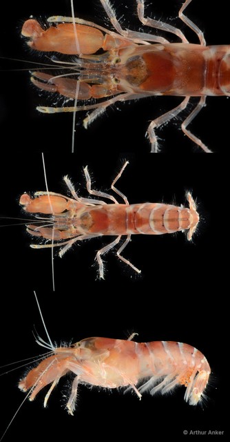 Alpheus serenei