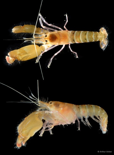 Alpheus serenei