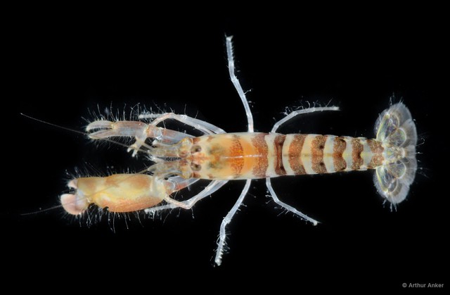 Alpheus serenei