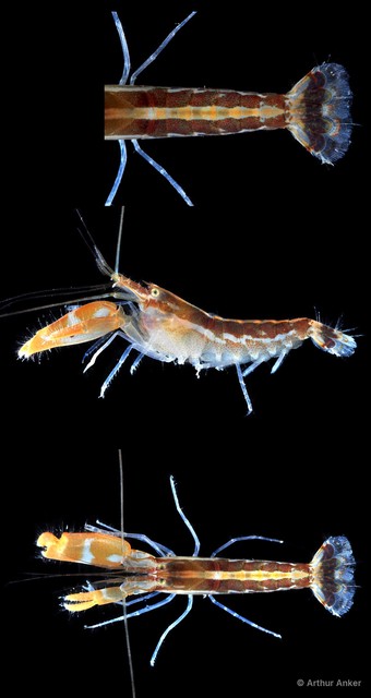 Alpheus splendidus • © Arthur Anker • All Rights Reserved