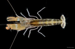 Alpheus splendidus • © Arthur Anker • All Rights Reserved