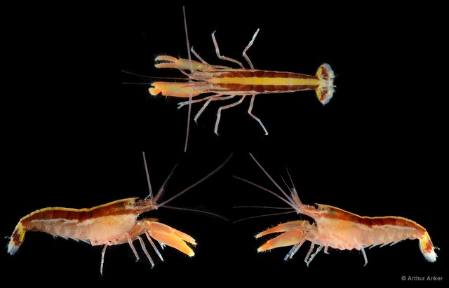 Alpheus splendidus