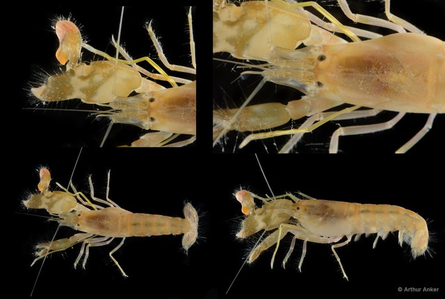 Alpheus strenuus