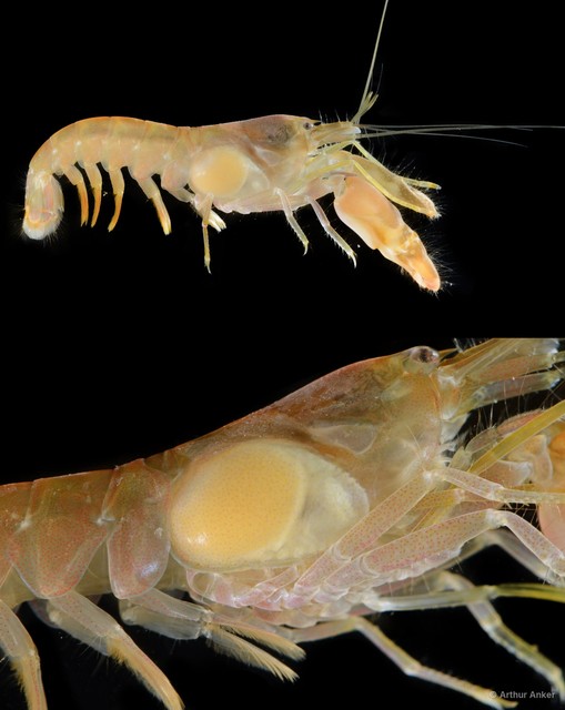 Alpheus strenuus