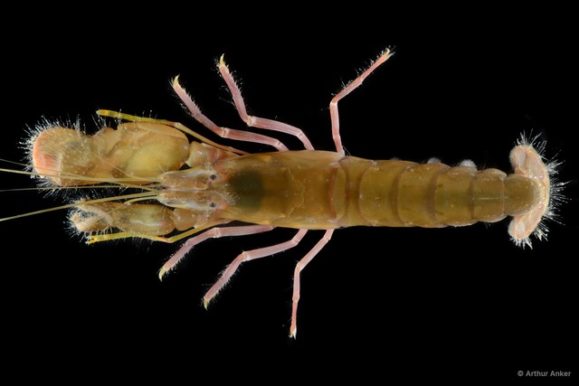 Alpheus strenuus
