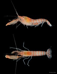 Alpheus tenuipes • © Arthur Anker • All Rights Reserved