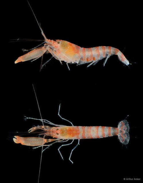 Alpheus tenuipes • © Arthur Anker • All Rights Reserved