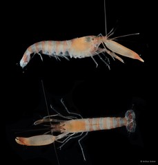 Alpheus tenuipes • © Arthur Anker • All Rights Reserved