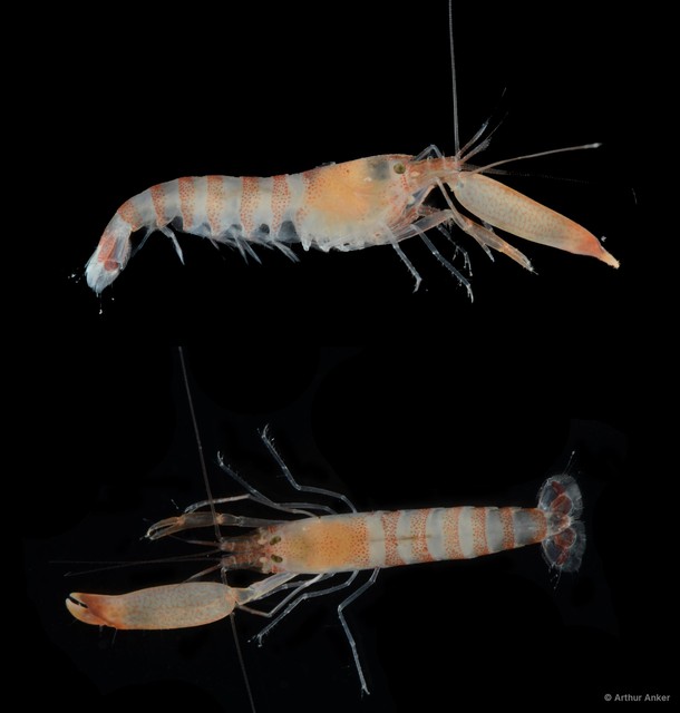 Alpheus tenuipes