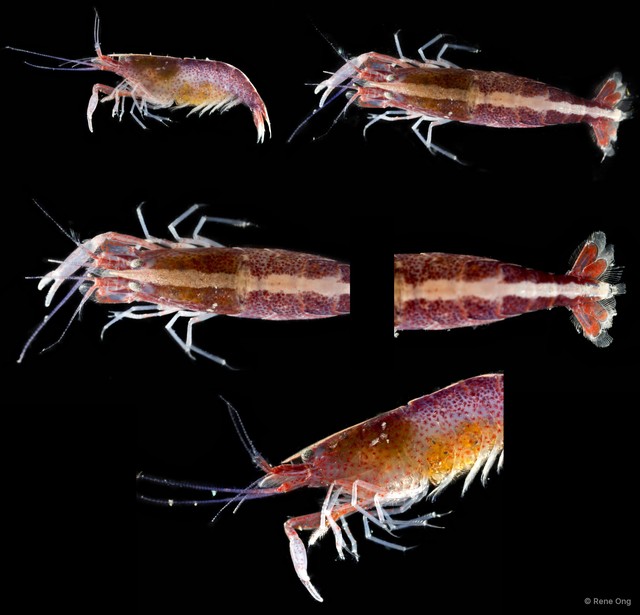 Athanas japonicus • © Rene Ong • All Rights Reserved