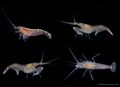 Athanas japonicus • © CMBS photography team • All Rights Reserved