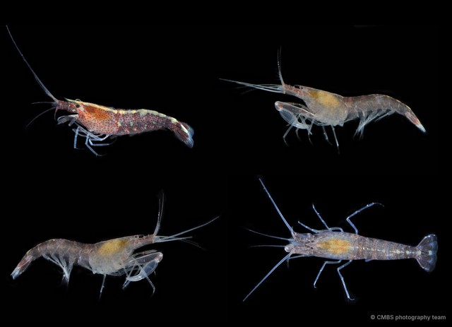 Athanas japonicus