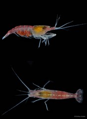 Athanas japonicus • © Arthur Anker • All Rights Reserved