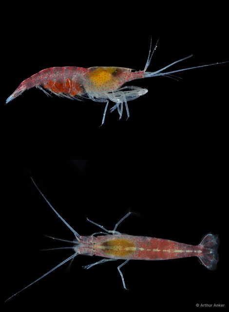 Athanas japonicus