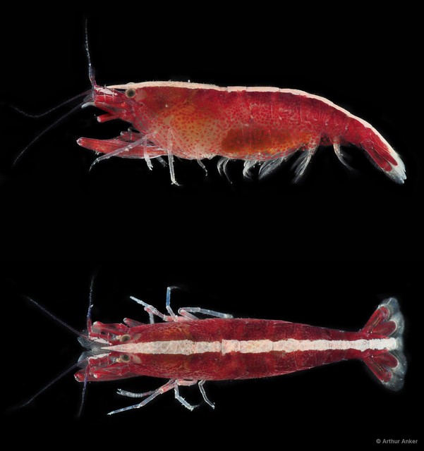 Athanas japonicus