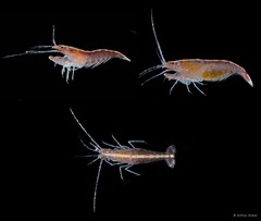 Athanas japonicus • © Arthur Anker • All Rights Reserved