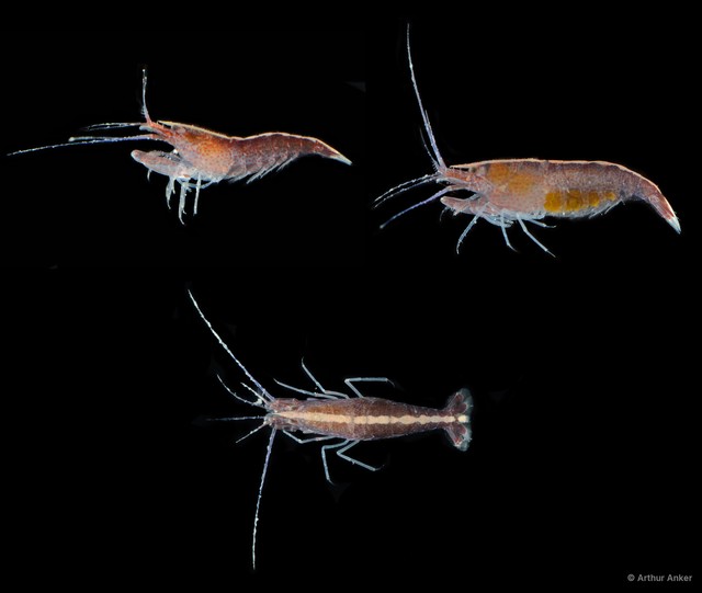 Athanas japonicus
