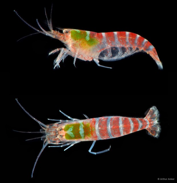 Athanas jedanensis • © Arthur Anker • All Rights Reserved