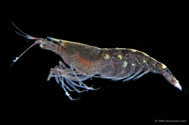 Athanas polymorphus • © CMBS photography team • All Rights Reserved