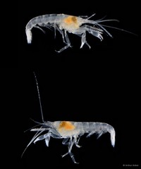 Automate anacanthopus • © Arthur Anker • All Rights Reserved