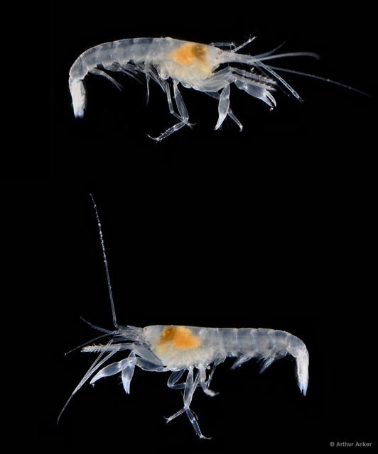 Automate anacanthopus • © Arthur Anker • All Rights Reserved