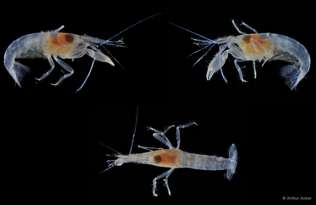 Automate anacanthopus