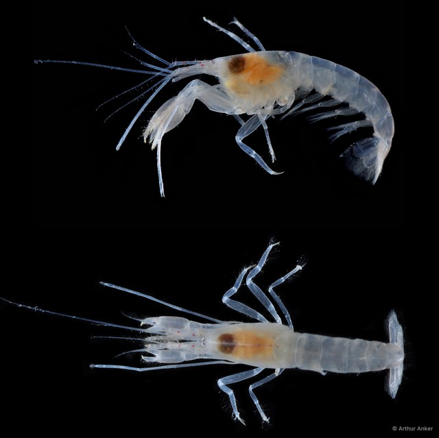 Automate anacanthopus