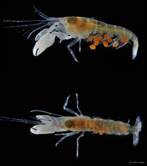 Automate anacanthopus • © Arthur Anker • All Rights Reserved