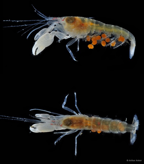 Automate anacanthopus