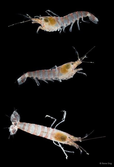 Potamalpheops sp. "cf. tigger" • © Rene Ong • All Rights Reserved