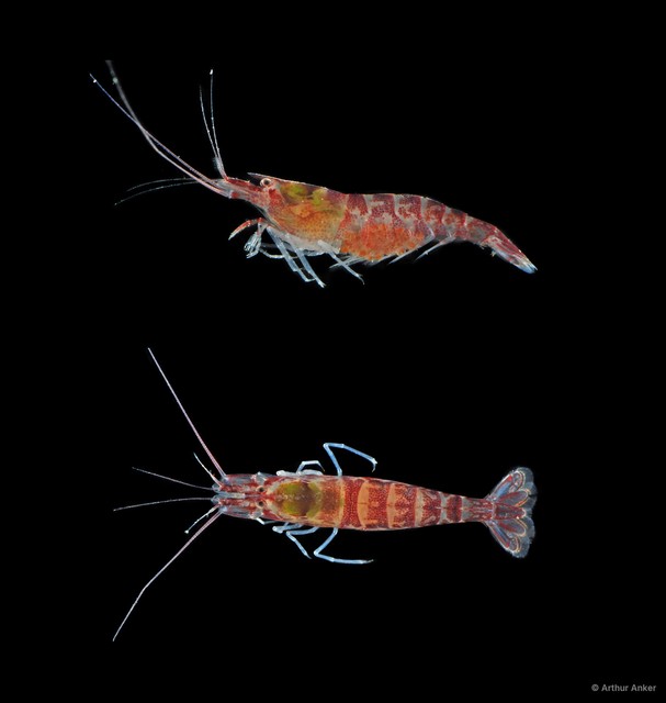 Potamalpheops tigger