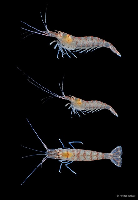 Potamalpheops tigger