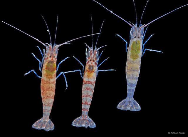 Potamalpheops tigger