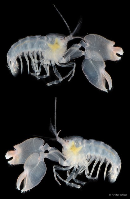 Racilius compressus