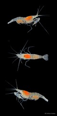 Salmoneus alpheophilus